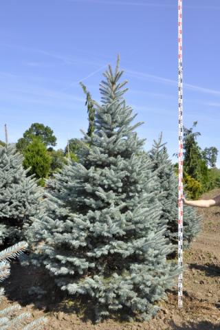 Picea pungens 'Fat Albert'
